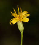 Allegheny hawkweed